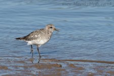 greyplover_2189.jpg