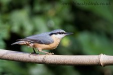 nuthatch_1570.jpg