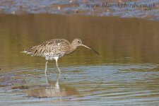 curlew_2295.jpg