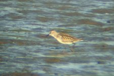 semi-palmated sandpiper, Blennerville 2.JPG