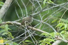 ashyFrontedBulbul.jpg