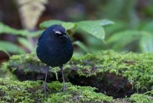 White-browed Shortwing (GraemeS).jpg