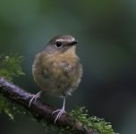 Snowy-browed Flycatcher with NR- (GraemeS).jpg