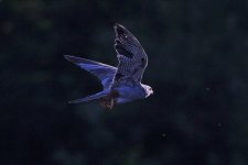 2012_09_07_Red_footed_Falcon (1) (780x520).jpg