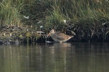 2012_09_08_Short_billed_Dowitcher (2) (640x427).jpg