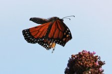 2012_09_08_Monarch (4) (780x520).jpg