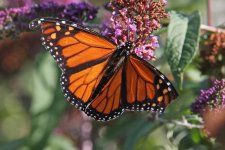 2012_09_08_Monarch (5) (780x520).jpg