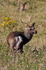 2012_09_08_Sika_Deer (4) (427x640).jpg