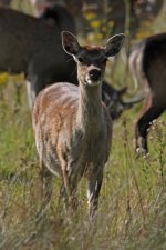 2012_09_08_Sika_Deer (6) (520x780).jpg