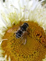 Hoverfly sp 2.jpg