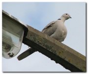 collared dove.jpg