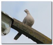 collared dove2.jpg