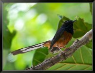 White-Rumped-Shama-1-XL.jpg