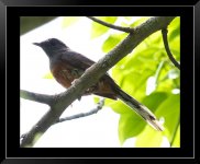 White-Rumped-Shama-2-XL.jpg