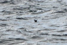 2012_10_06_Pomarine_Skua_ad (700x467).jpg