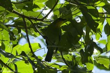 yellowThroatedLeafbird.jpg