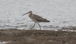 Eurasian Curlew.jpg