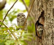 Spotted Owlet-1 (GraemeS).jpg