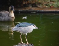 bc night heron rx100 kw30x crop DSC00169.jpg