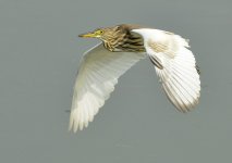 chinese pond heron flight D800 500mm_N8D9497.jpg