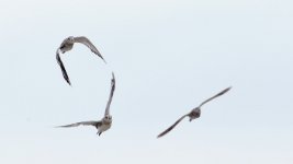 greater sandplovers flight D800_N8D6153.jpg