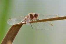 Darter_IMG_8081.jpg