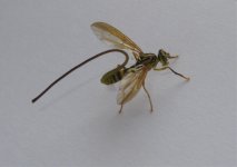 wasp long ovi.jpg