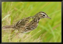 Richards-Pipit-L.jpg