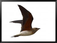 Oriental-Pratincole-X2.jpg