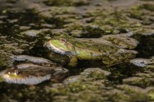 2012_09_22_Rainham_Marsh_Frog (2) (800x533).jpg