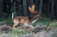 2012_10_12_Fallow_Deer_NF (14) (800x533).jpg