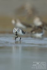 sandpiper, spoon-billed040.jpg