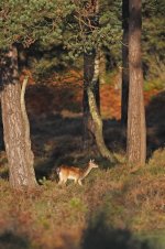 2012_10_12_Fallow_Deer_NF (26) (493x740).jpg