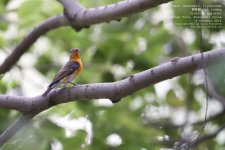 flycatcher, mugimaki054.jpg