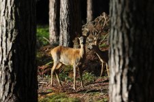 2012_10_12_Roe_Deer_NF (8) (800x533).jpg