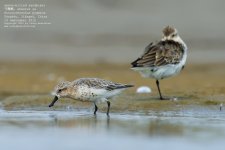 sandpiper, spoon-billed029.jpg