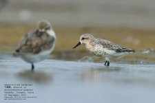 sandpiper, spoon-billed033.jpg