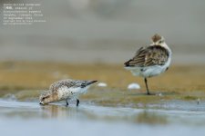 sandpiper, spoon-billed038.jpg