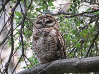 08-Spotted Owl 1.JPG