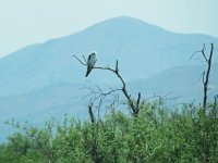 12-White-tailed Kite 1.JPG