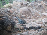 13-Montezuma Quail 1.JPG