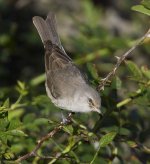 Barred Warbler_MG_3903.jpg