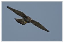 Kestrel%203%20-%20XYS-XL.jpg