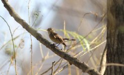 Red-throated Flycatcher.jpg