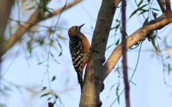 Rufous-bellied Woodpecker.jpg