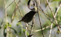 Yellow-browed Warbler.jpg