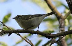 Yellow-browed Warbler 2.jpg