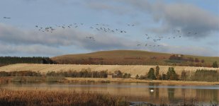 Kinnordy and greylags.jpg