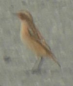 whinchat.jpg