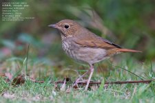 robin, swinhoe008.jpg